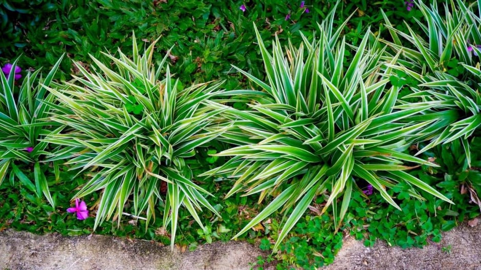 Carex siderosticha ’Variegata’