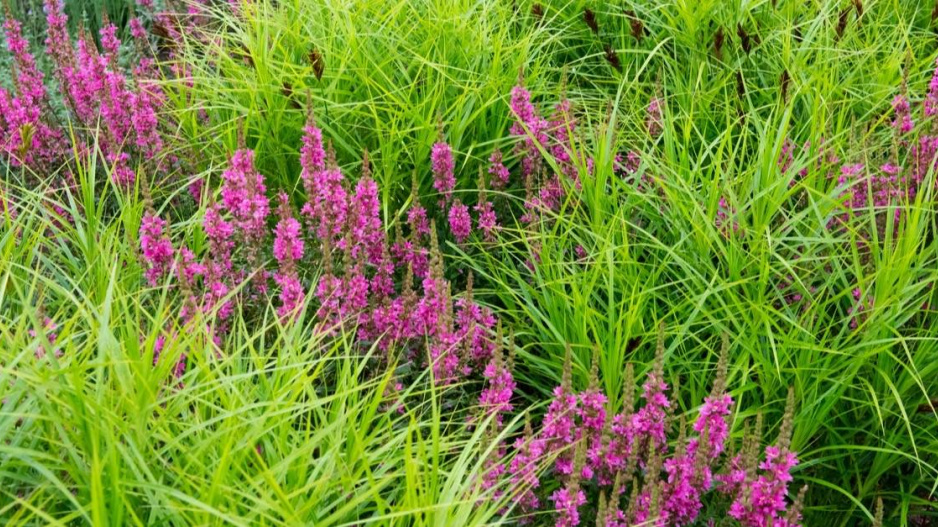 Ostřice palmová (Carex muskingumensis)