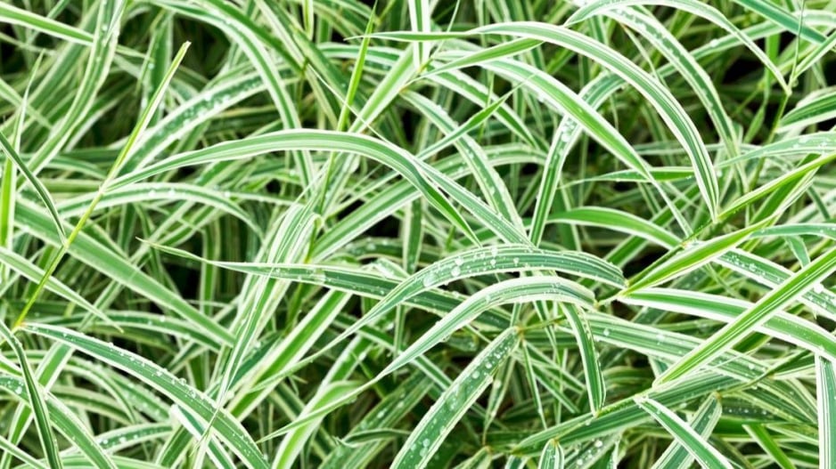 Ostřice japonská ’Variegata’ (Carex morrowii)