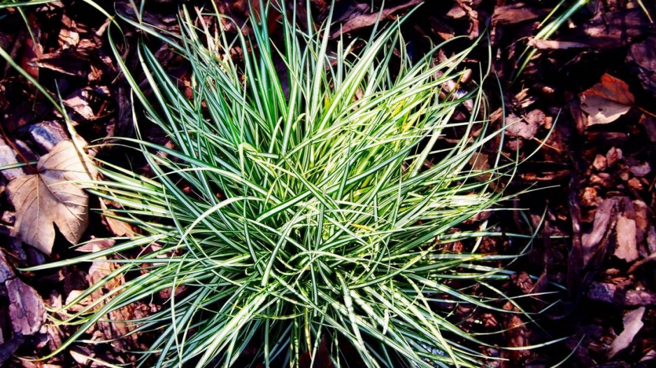 Ostřice ptačí nožka ’Variegata’ (Carex ornithopoda)