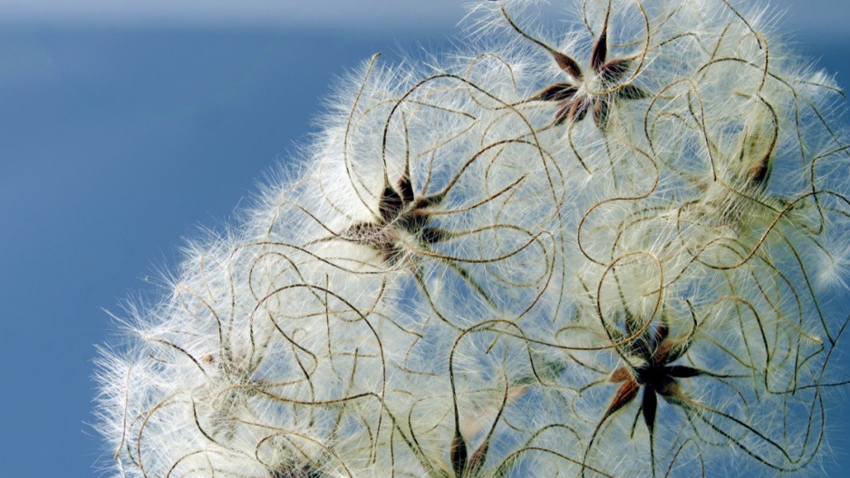 Plodenství plaménku plotního (Clematis vitalba)