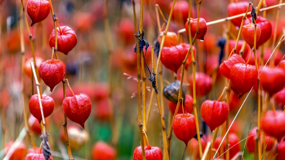 Plody mochyně židovské třešně (Physalis alkekengi)