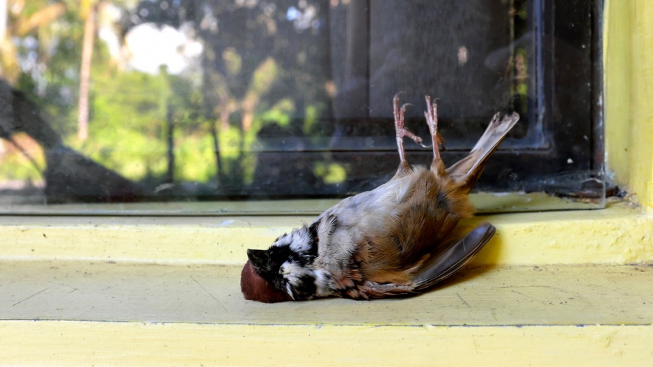 Zraněný nebo mrtvý vrabec