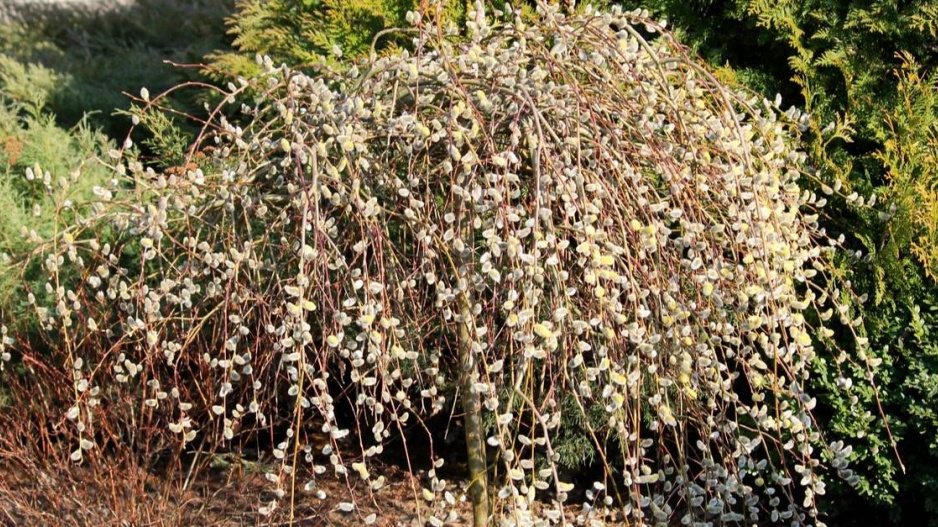 Převislá vrba jíva (Salix caprea) ’Pendula’