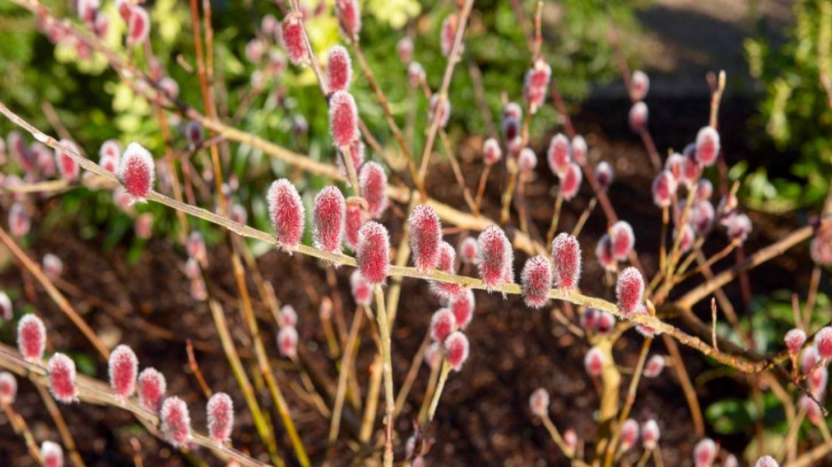 Vrba štíhlopestíkatá (Salix gracilistyla) ’Mount Aso’