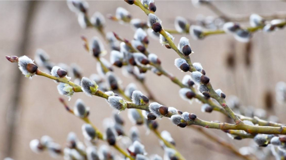 Vrba jíva (Salix caprea)