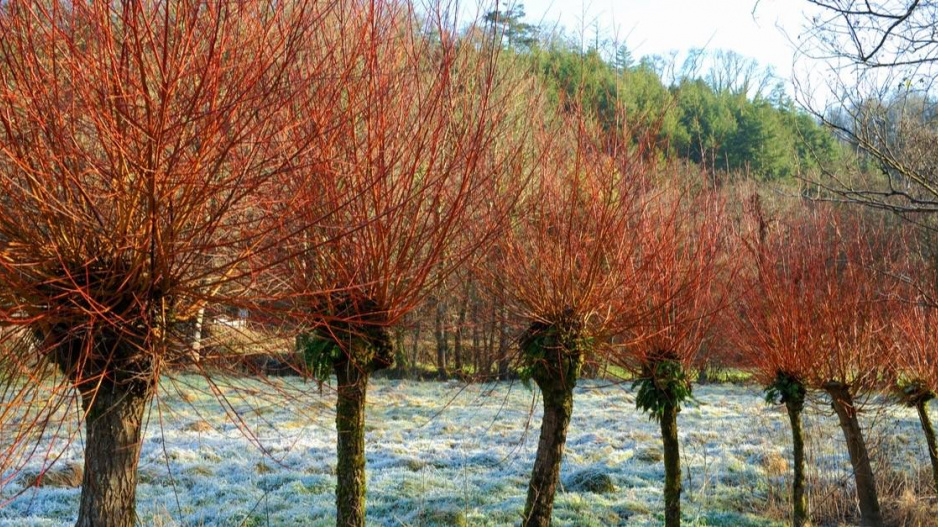 Hlavatá vrba bílá (Salix alba) ’Britzensis’