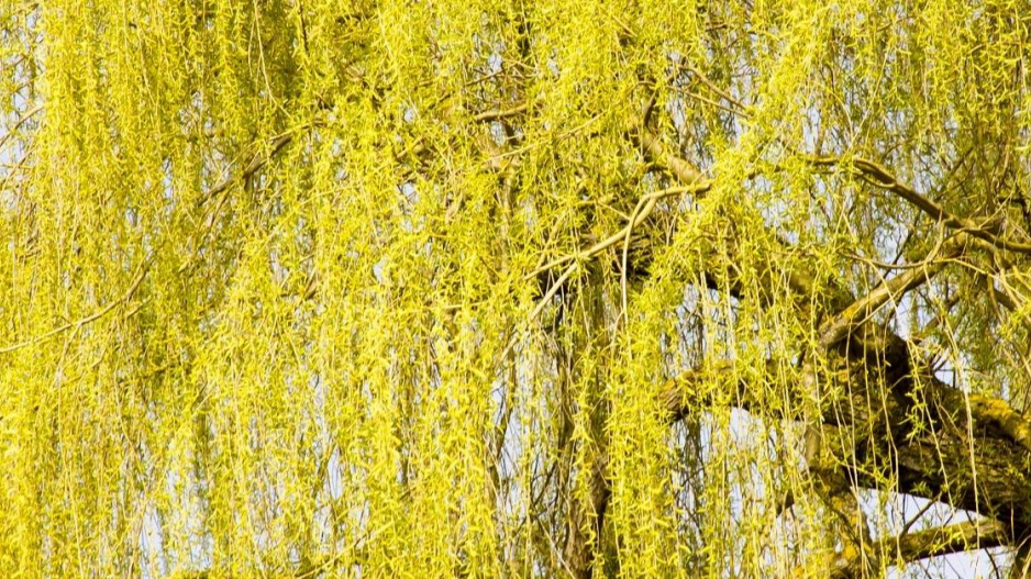 Smuteční vrba bílá (Salix alba) ’Tristis’