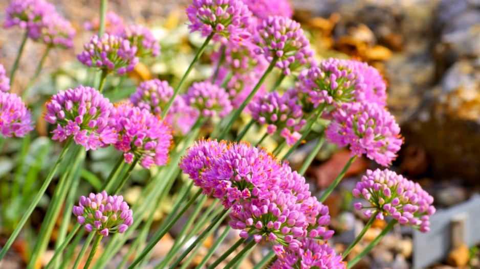 Česnek chlumní (Allium senescens)