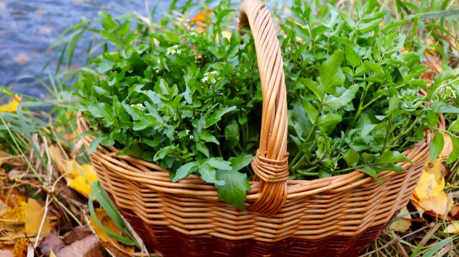 Potočnice lékařská (Nasturtium officinale)