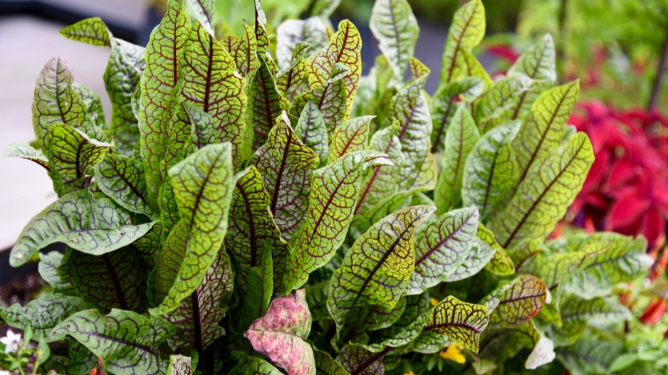 Šťovík krvavý (Rumex sanguineus)