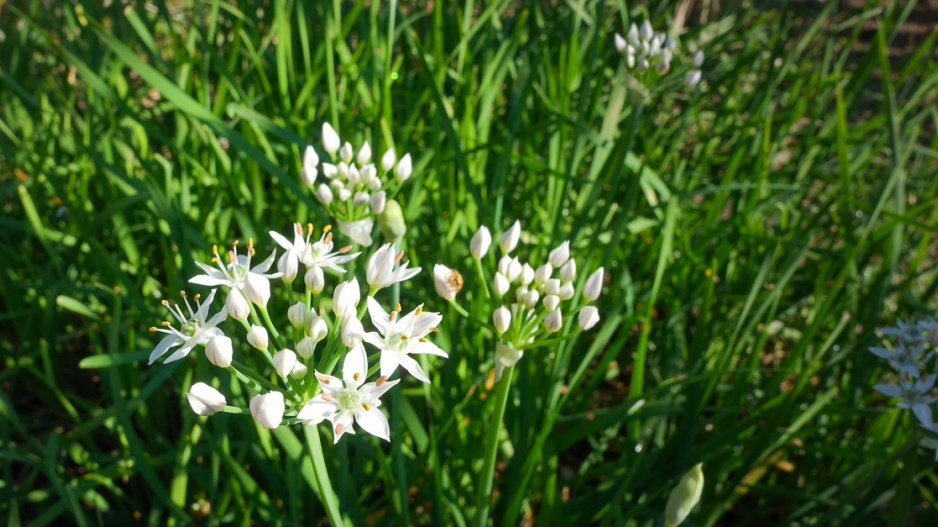 Česnek hlíznatý (Allium tuberosum)