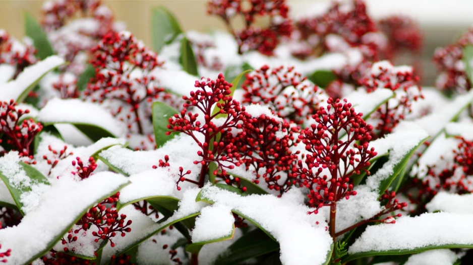 Skimie japonská (Skimmia japonica)