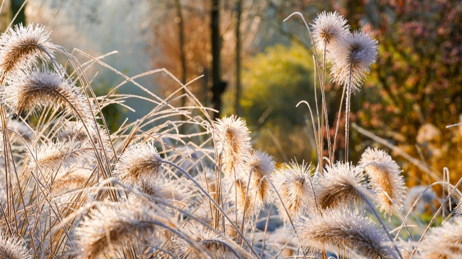 Dochan psárkovitý (Pennisetum alopecuroides)