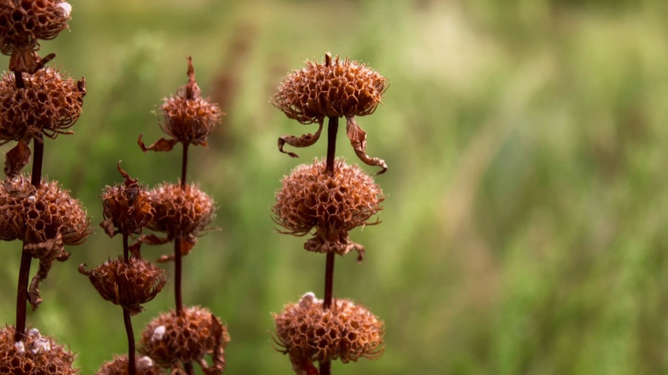 Sápa hlíznatá (Phlomis tuberosa)