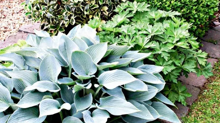 Lem záhonu Lem záhonu