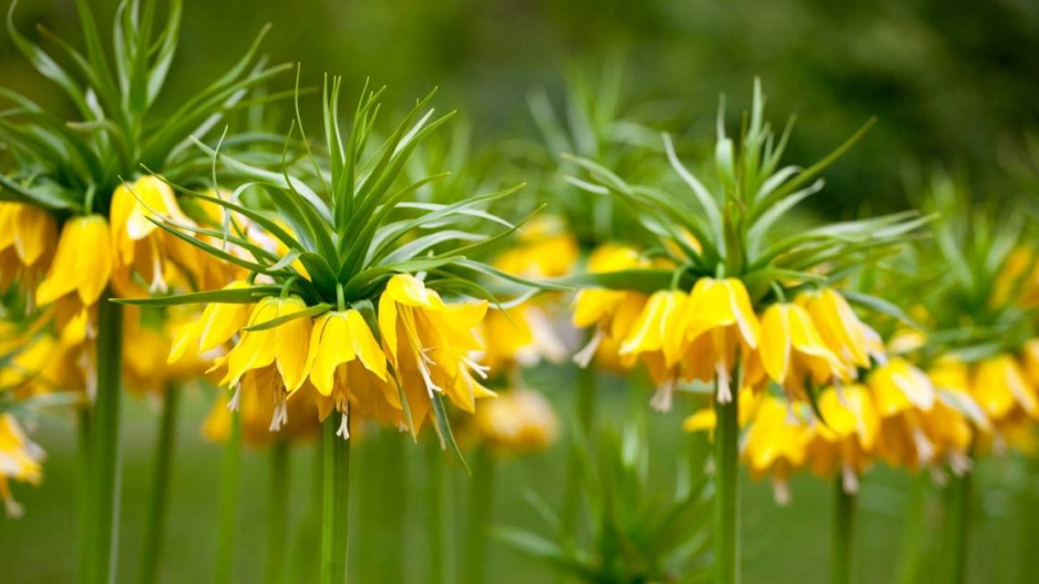 Řebčík královský (Fritillaria imperialis) ‘Lutea Maxima’