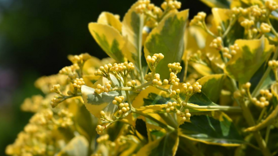 Brslen japonský (Euonymus japonicus ’Marieke’)