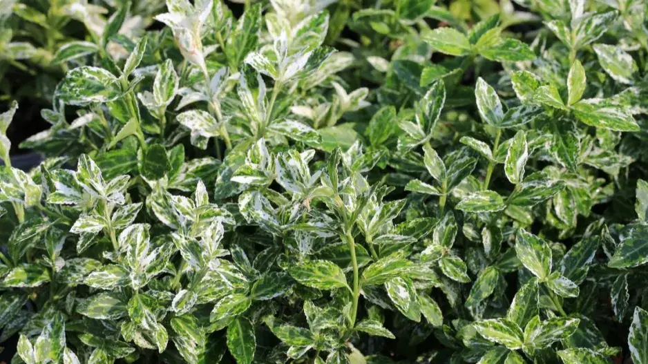 Brslen Fortuneův ‘Harlequin’ Brslen Fortuneův ‘Harlequin’