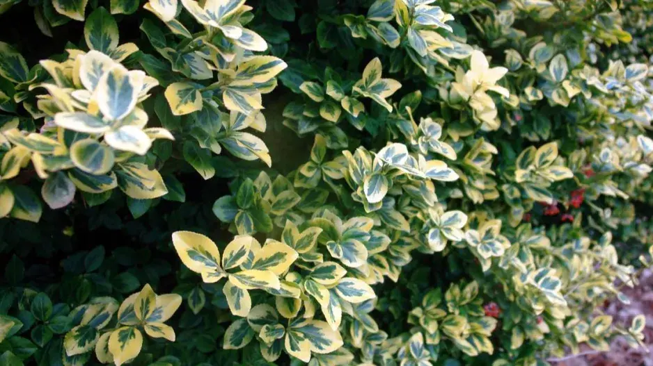 Brslen Fortuneův ’Emerald Gaiety’ Brslen Fortuneův ’Emerald Gaiety’