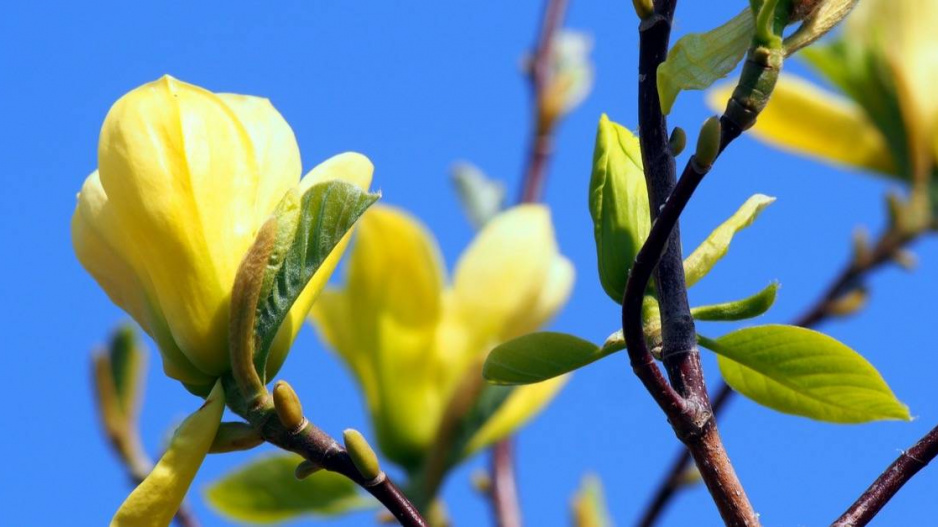 Šácholan (Magnolia) ‘Butterflies’ 