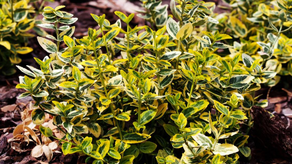 Brslen Fortuneův (Euonymus fortunei ’Emerald’n Gold’)