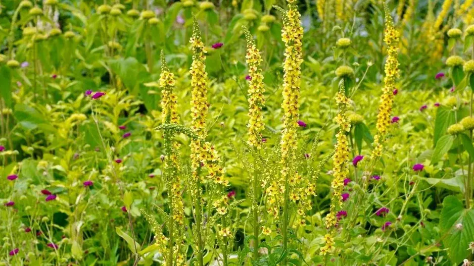 Okrasná zahrada ve žluté barvě