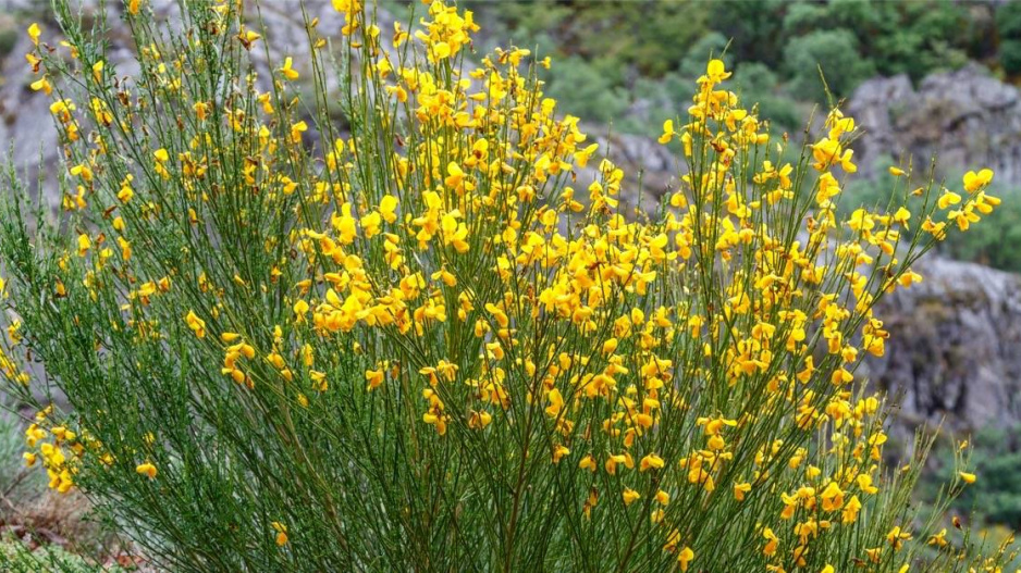 Janovec metlatý (Cytisus scoparius)