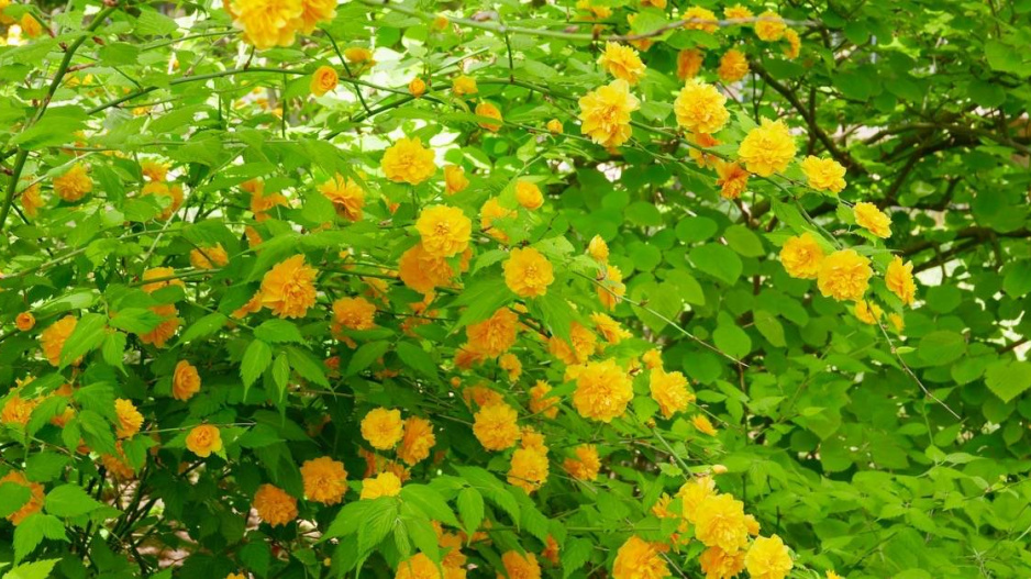 Zákula japonská (Kerria japonica)