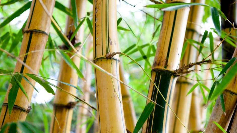 Stonky bambusu