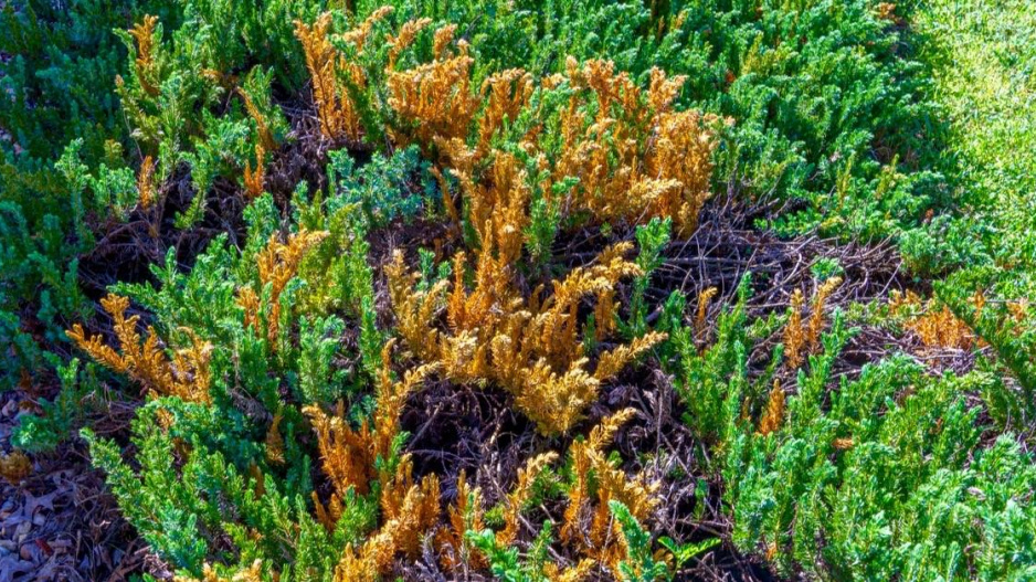 Jalovec pobřežní (Juniperus conferta)