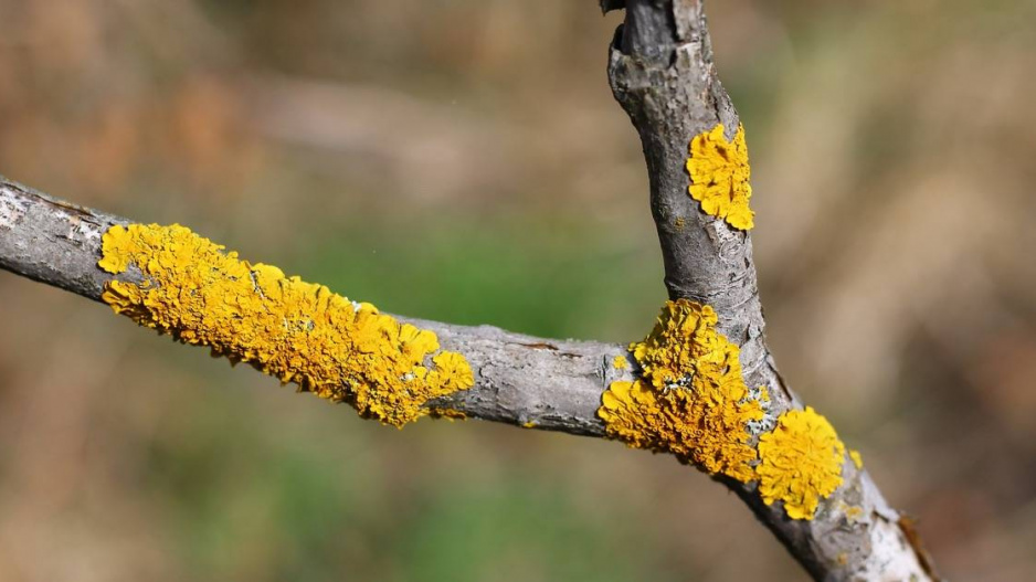 Lišejník terčovník zední (Xanthoria parietina)