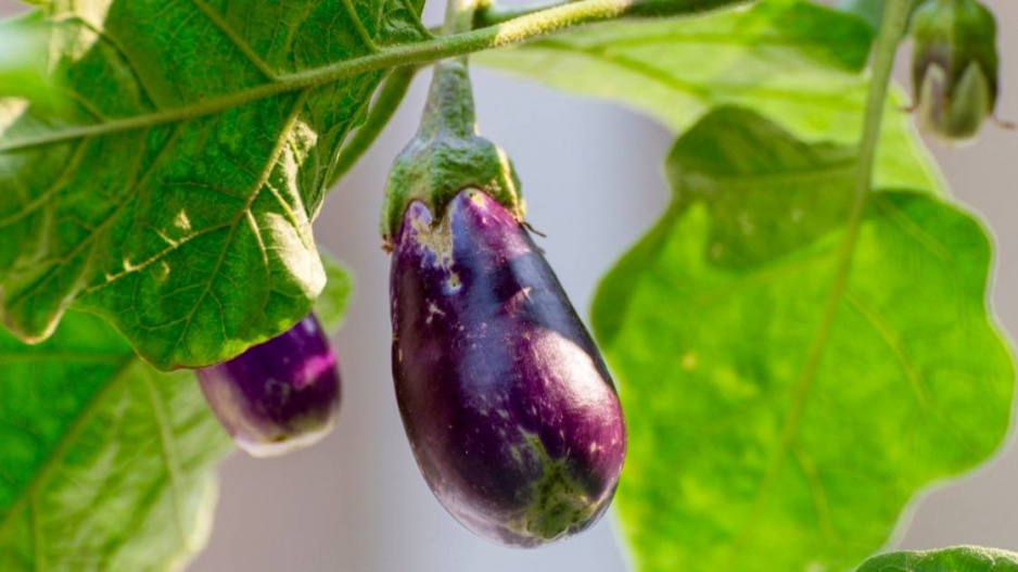 Lilek vejcoplodý neboli balklažán (Solanum melongena)