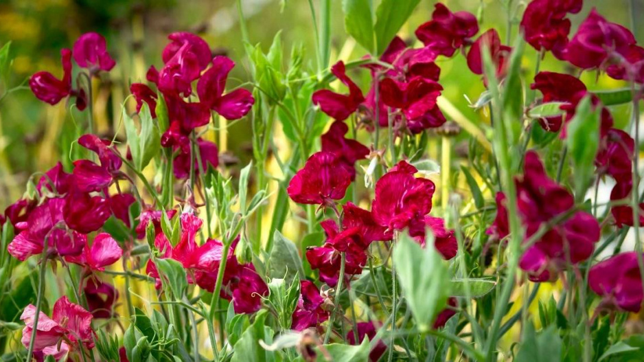 Hrachor (Lathyrus)