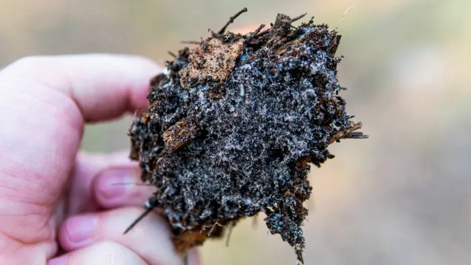 Sobstrát prorostlý mycéliem houby