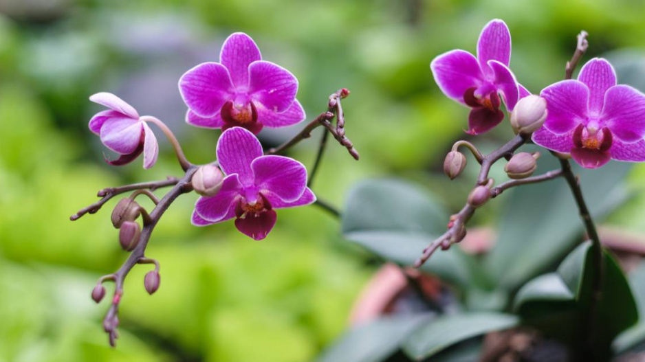 Květy orchideje Phalaenopsis