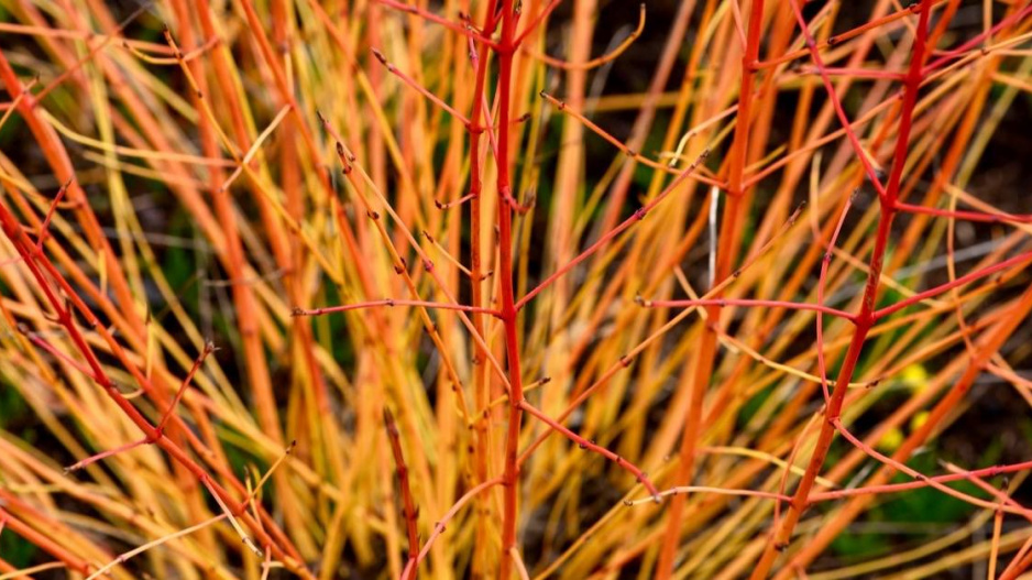 Svída krvavá (Cornus sanguinea) 'Midwinter Fire'