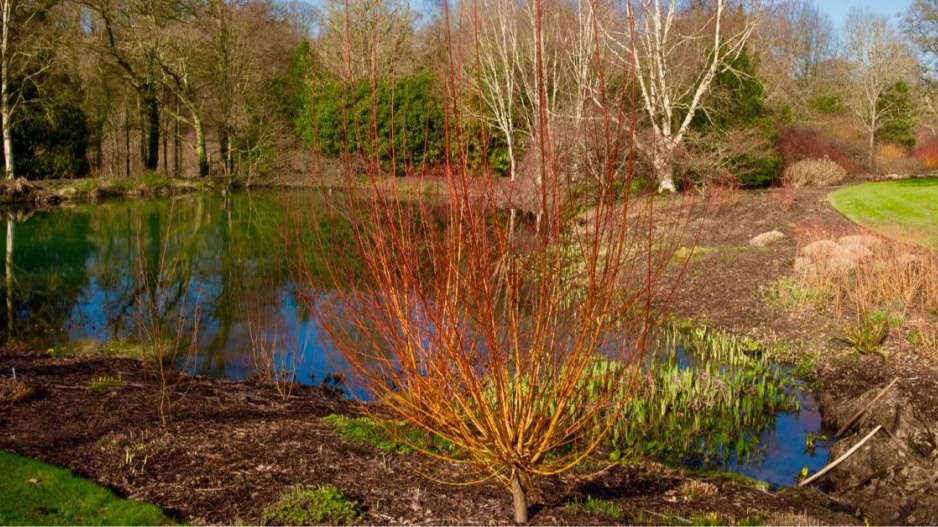 Odrůda vrby bílé (Salix alba var. vitellina) ‘Yelverton’