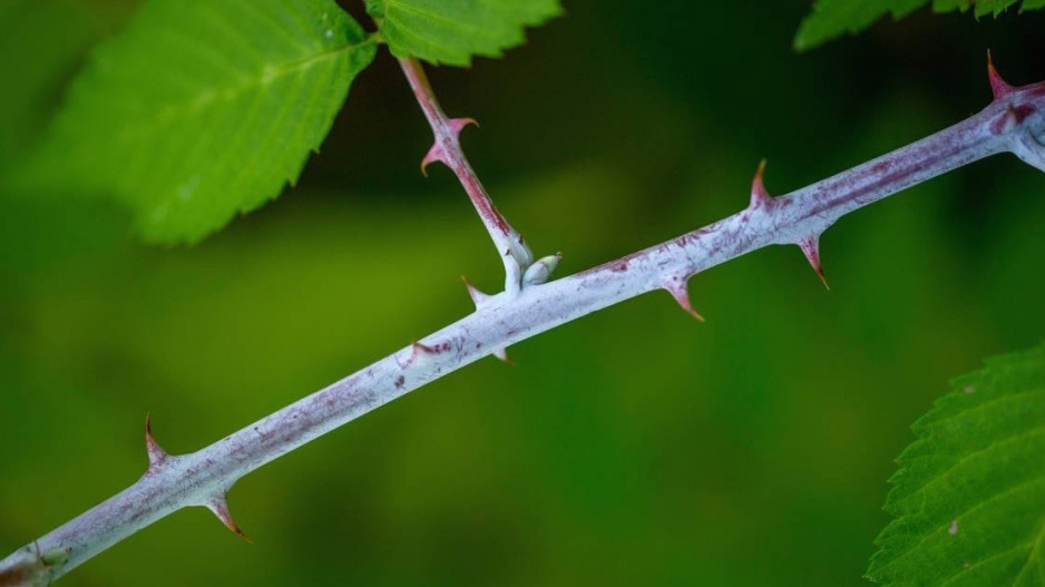 Ostružiník Cockburnův (Rubus cockburnianus)