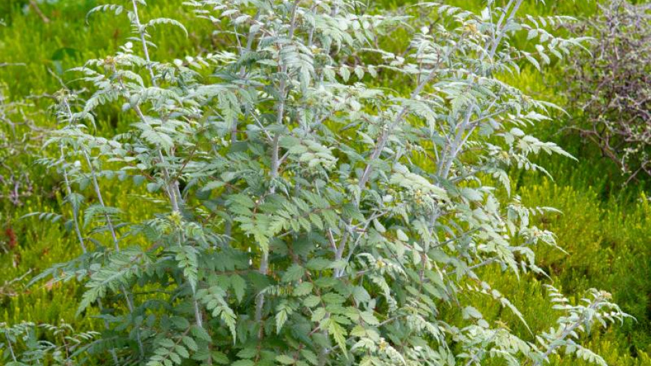 Ostružiník tibetský (Rubus thibetanus)