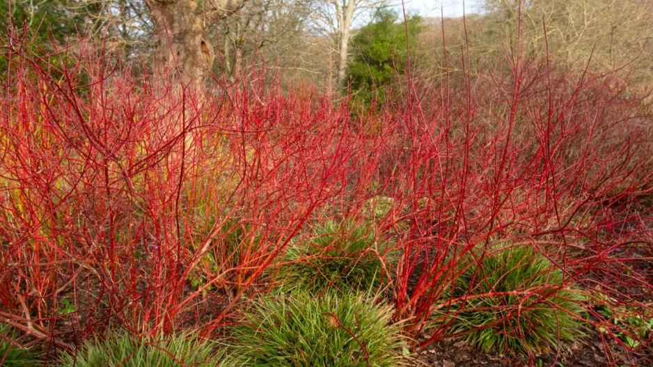 Svída bílá (Cornus alba), odrůda 'Baton Rouge'