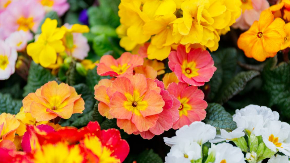 Prvosenky bezlodyžné (Primula vulgaris)