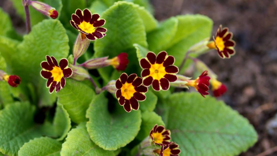 Prvosenka vyšší (Primula elatior ’Gold Lace’)