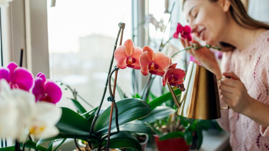 Žena u okenního parapetu s orchidejemi