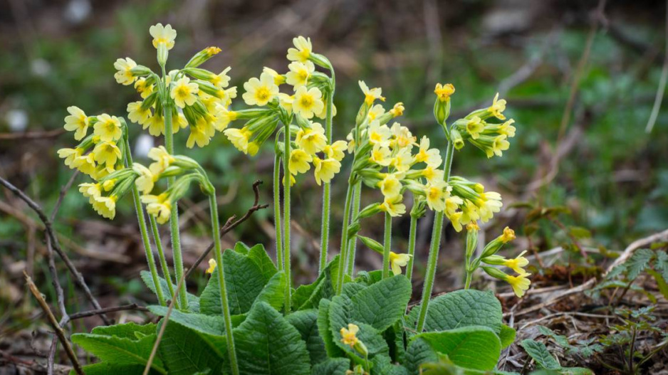 Prvosenka vyšší (Primula elatior)