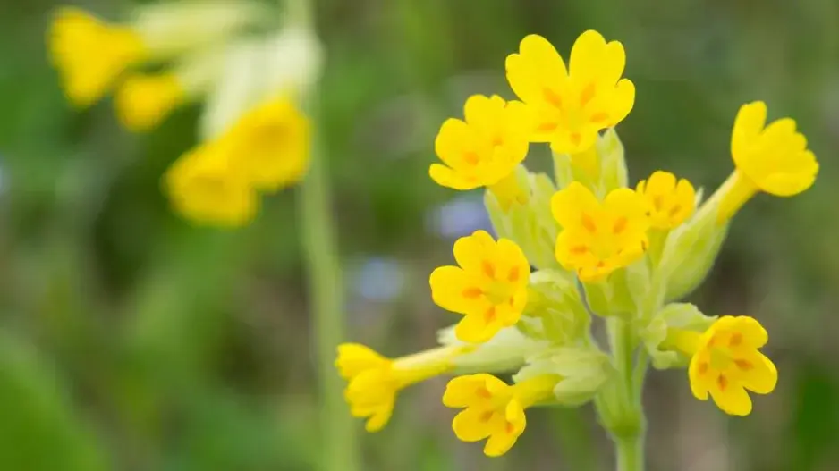 Prvosenka jarní (Primula veris)