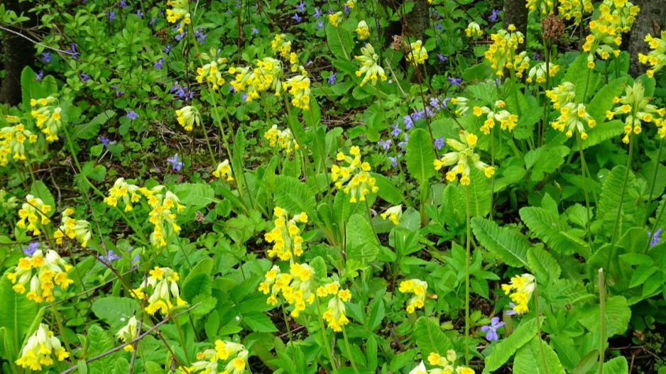 Prvosenka vyšší (Primula elatior)