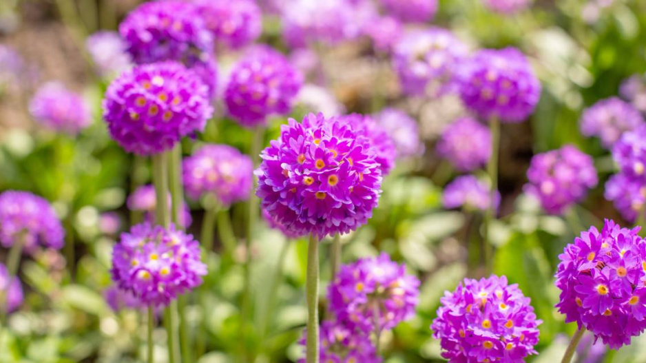 Prvosenky zoubkaté (Primula denticulata)