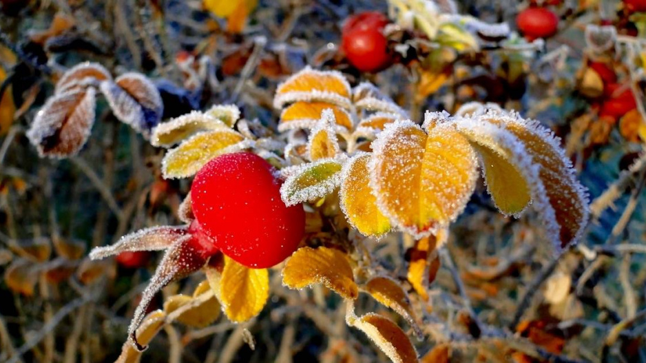 Růže svraskalá (Rosa rugosa)