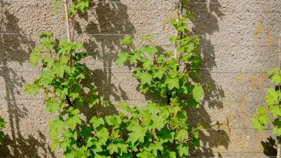 Rybíz 'Red Lake' v ovocné stěně